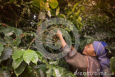 THAILAND CHIANG RAI MAE SALONG COFFEE PLANTATION Editorial Stock Photo