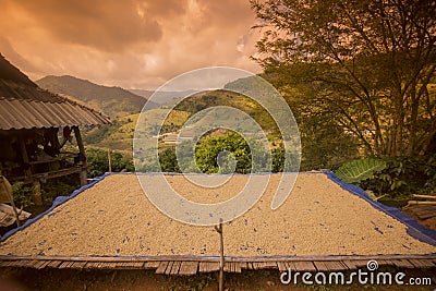 THAILAND CHIANG RAI MAE SALONG COFFEE PLANTATION Stock Photo