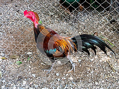 Thailand chickens were fed at temples Stock Photo