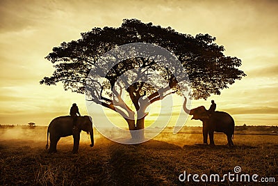 Thailand Countryside; Silhouette elephant on the background of sunset Stock Photo