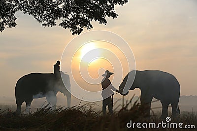 Thailand Countryside; Silhouette elephant on the background of sunset, elephant Thai in Surin Thailand Editorial Stock Photo