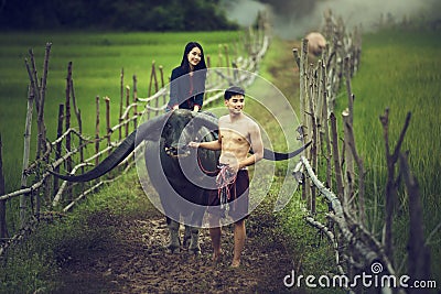 Thailand Couple farmer and buffalo in rice field Stock Photo