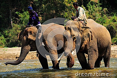 Thailand elephants Editorial Stock Photo