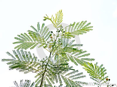 Thailand green branch of Acacia leaves pattern isolated on white background. Stock Photo