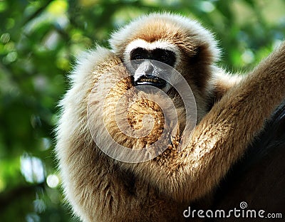 Thailand, Koh Samui: Monkey Stock Photo