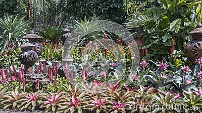 Flowerbed with Bromelia of different species. Stock Photo