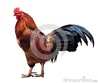 Thailand male chicken rooster isolated Stock Photo