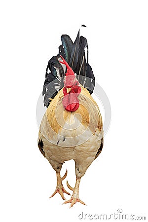 Thailand male chicken rooster isolated Stock Photo