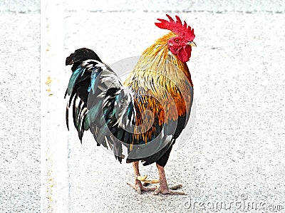 Thailand male chicken rooster Stock Photo