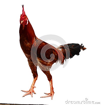 Thailand male chicken. Stock Photo