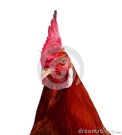 Thailand male chicken. Stock Photo