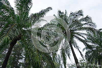 Thailand Phuket island lagoon area. nature and houses, beach and sea Stock Photo