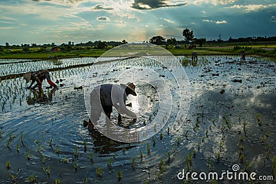 Thailand rice Farmers planting season Farmers grow rice, agriculture blur. Editorial Stock Photo