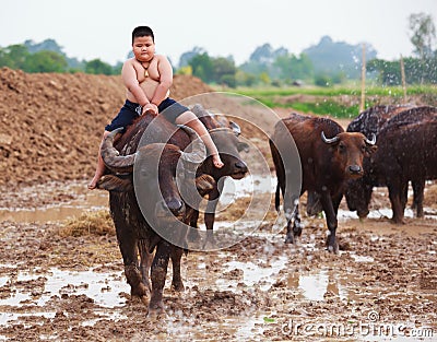 Thailand Rural Traditional Scene, Thai farmer shepherd boy is riding a buffalo, tending buffaloes herd to go back farmhouse. Stock Photo