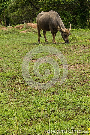 Thailand's buffalo pasture. Stock Photo