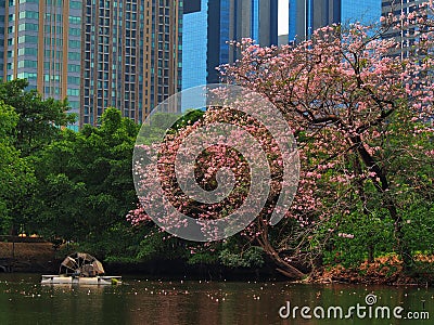 Thailand Sakura pink flower Stock Photo