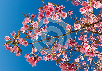 Thailand Sakura pink flower with blue sky Stock Photo