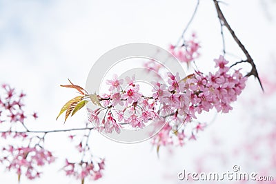 Thailand Sakura pink flower Stock Photo