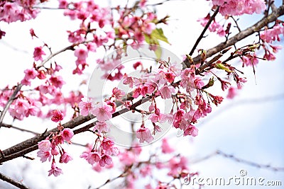 Thailand Sakura pink flower Stock Photo