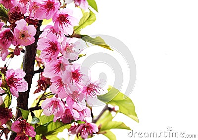 Thailand Sakura pink flower Stock Photo