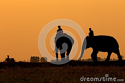 Thailand The silhouette elephant and mahout standing outdoor Stock Photo