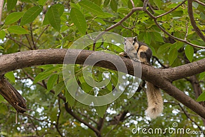 Thailand Small squirrel on a tree eating nut (squirrel, forest) Stock Photo