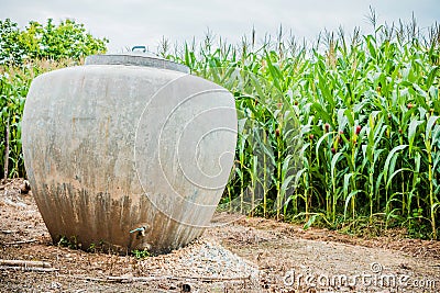 Thailand traditional water jars used for drinking water with field of corn background Stock Photo