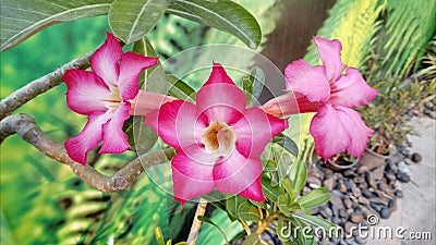 Thailand tropical flowers Stock Photo