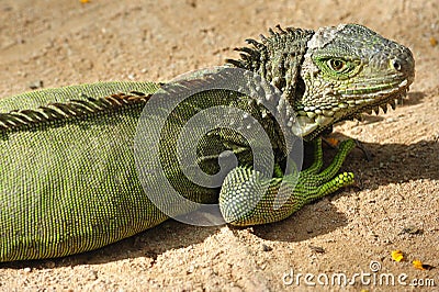 Thailand; view of a crocodile Stock Photo