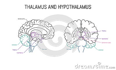 Thalamus and hypothalamus neuroscience infographic on white background. Human brain illustration. Brain anatomy Vector Illustration