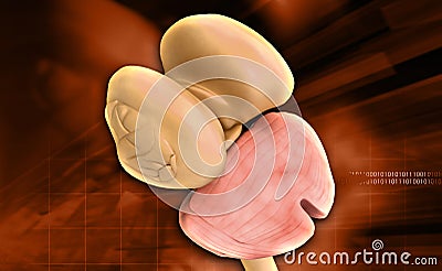 Thalamus Spinal cord and Cerebellum Stock Photo