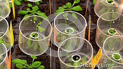 Thale cress Arabidopsis thaliana experimental, model laboratory phytotron cultivation, nutrient box, growth chamber, it Stock Photo