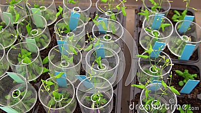 Thale cress and mouse-ear cress or Arabidopsis thaliana experimental is an important model laboratory organism plant genetics Stock Photo