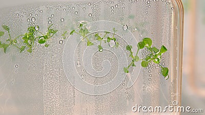 Thale cress and mouse-ear cress or Arabidopsis thaliana important model organism plant genetics and molecular biology science, Stock Photo