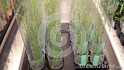 Thale cress and mouse-ear cress or Arabidopsis thaliana experimental is an important model laboratory organism plant genetics Stock Photo