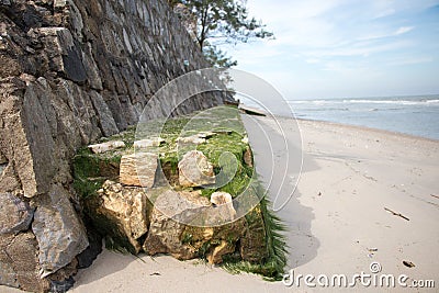 Thallophytic plant perched on rocks Stock Photo