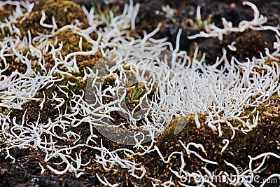 Thamnolia vermicularis is a genus of lichenized fungi Stock Photo