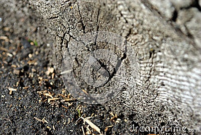 Thanatophilus rugosus Silphidae, large carrion beetle, carrion beetle, burying beetle black bug sitting on gray wood Stock Photo