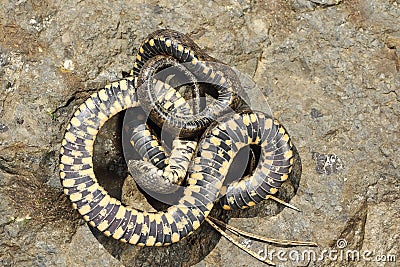 Thanatosis behavior on dice snake Stock Photo
