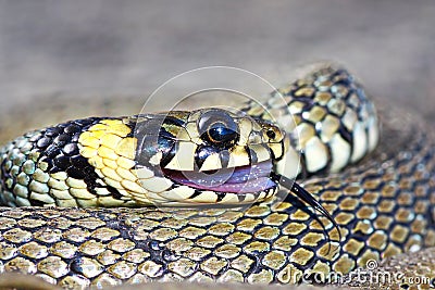 Thanatosis behaviour, grass snake Stock Photo