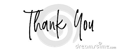 Thank you. Modern brush Hand drawn vintage Vector text Thank you on white background. Calligraphy lettering illustration Vector Illustration