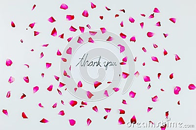 Thank you words on white background with pink rose petals. Stock Photo