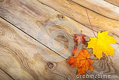 Thanksgiving background with three fall maple leaves, copy space Stock Photo