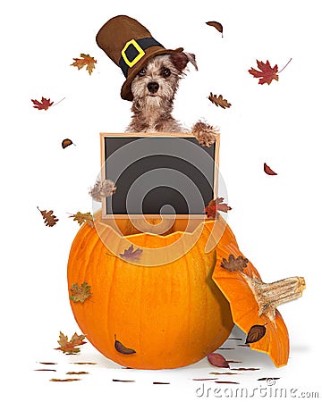 Thanksgiving Dog With Chalk Board Stock Photo