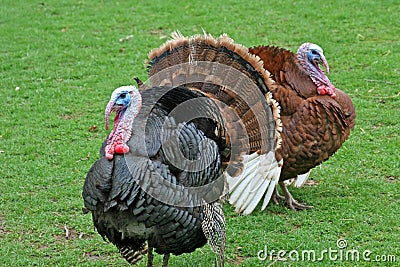 Thanksgiving Turkey Gobblers Stock Photo