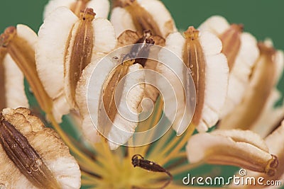 Thapsia villos villous deadly carrot fruits of light brown and beigh color on blurred deep green background Stock Photo