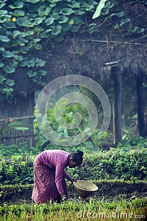 Tharu woman strewing seeds in fields Editorial Stock Photo