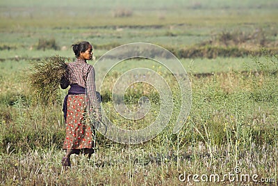 Tharu woman working in rice fields in Nepal Editorial Stock Photo