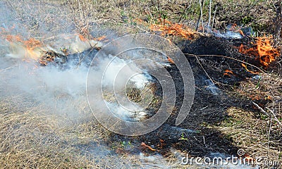 Thatch removal with fire. Grass burning Stock Photo