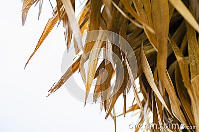 Thatched dried coconut leaf roof of hut Stock Photo